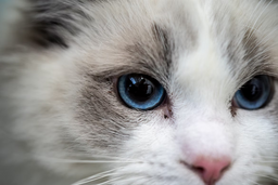 The Ragdoll cat’s health issues clarified