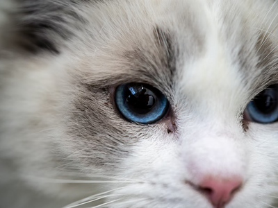 Associated image for The Ragdoll cat’s health issues clarified