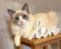 The only Ragdoll feeding guide you’ll ever need