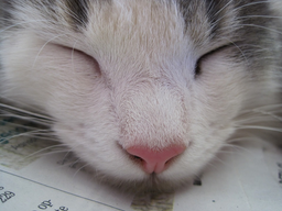 Get to know typical Ragdoll kitten personality traits!