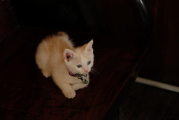 Ragdoll Norwegian Forest cat mix—what to expect