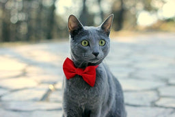 All the information you need about the Russian Blue cat