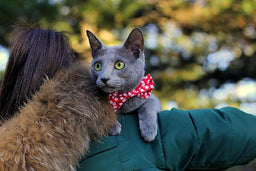 Is a Russian Blue a hypoallergenic cat? Get expert advice