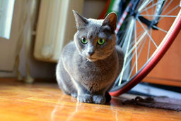 Russian Blue—an indoor cat or an outdoor adventurer?