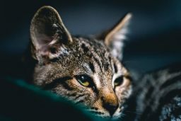 Top tips for a good Savannah cat food diet