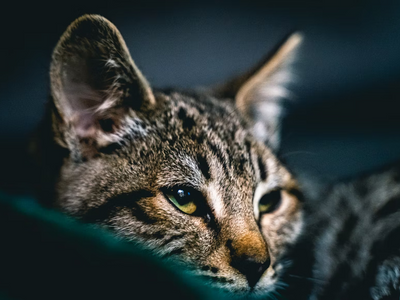 Associated image for Top tips for a good Savannah cat food diet