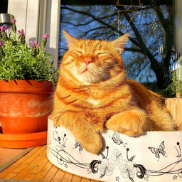 How to find the best sensitive cat food for your feline