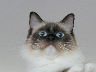 Associated image for Shaved Ragdoll cat—yay or nay? [Top Ragdoll grooming tips]