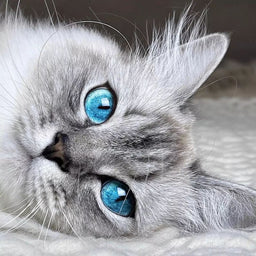 The shorthair Ragdoll cat—facts and fiction separated