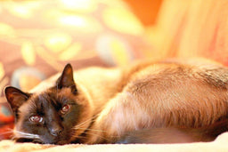 Siamese cat’s food allergies explained [With solutions]