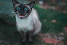 Why is my Siamese cat meowing so much? Find out here!