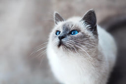 The ideal Siamese cat weight—how to reach and maintain it