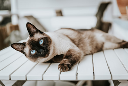 Get to know Siamese cats—the extroverts of the cat world!