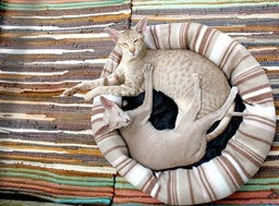Siamese and Oriental cats—the differences and similarities