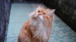 Common Siberian cat health issues and prevention methods