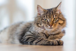 Siberian cat shedding patterns explained in detail