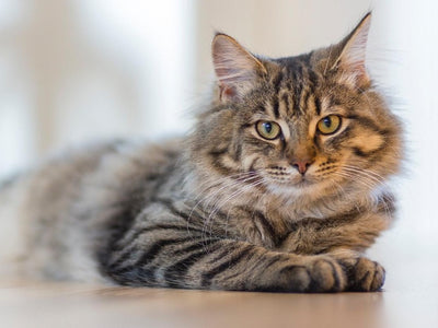 Associated image for Siberian cat shedding patterns explained in detail