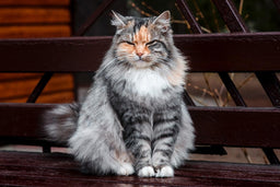 What’s the ideal Siberian cat weight?