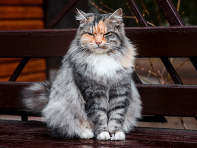 Associated image for What’s the ideal Siberian cat weight?
