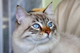 Siberian cats—all you need to know in one place