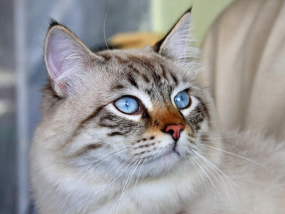 Get to know typical Ragdoll kitten personality traits!