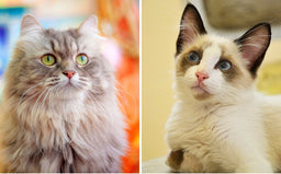 Siberian or Ragdoll cat—which kitty is perfect for you?