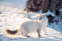 Silver Siberian cat—the beauty of the feline world