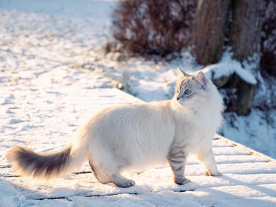 Associated image for Silver Siberian cat—the beauty of the feline world