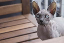 How to look after your deity with the right Sphynx cat food