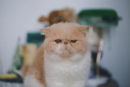 Main symptoms of polycystic kidney disease in Persian cats
