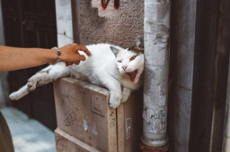 The importance of taurine in cat food [Explained]