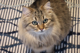 Learn all about training a Maine Coon cat!