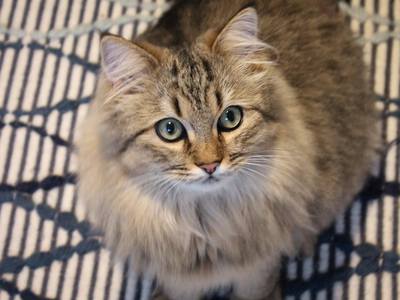 Associated image for Learn all about training a Maine Coon cat!