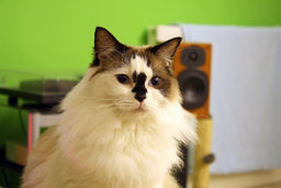 Types of Ragdoll cats [Identification guide]