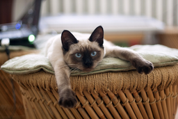 Get all the info you need on types of Siamese cats!