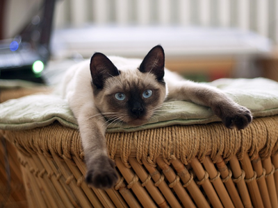 Associated image for Get all the info you need on types of Siamese cats!