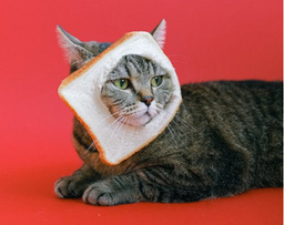 What can cats not eat? The complete guide