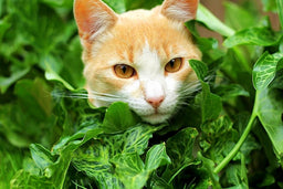 Ethics over instincts—can vegan cat food work?