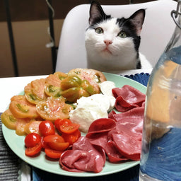 What do cats eat? The good, the bad, and the ugly of cat food