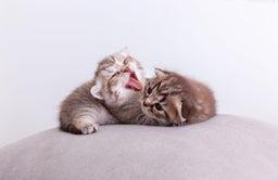 What do kittens eat? Kitten feeding timeline and tips
