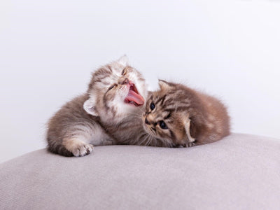 Associated image for What do kittens eat? Kitten feeding timeline and tips