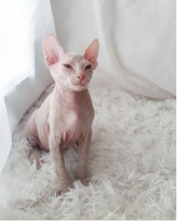 What to feed an old cat to gain weight [Top Tips]