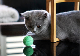 When do British Shorthair kittens calm down? Mystery solved