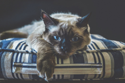 When do Ragdoll cats stop growing? Get all the facts!