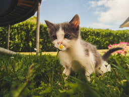 Why do cats eat grass? Get the answers and advice