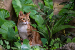 Why do cats eat plants? Find out now!