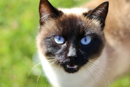 Why do Siamese cats bite so much? Get the answers here!