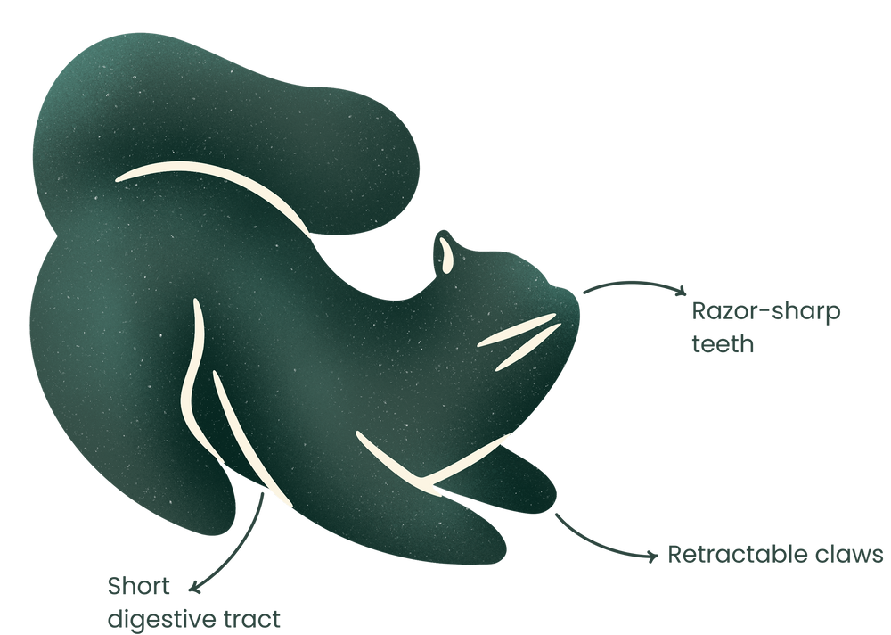 Tailor-made for tiny predators