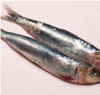 Sardine & Mackerel Fillet
