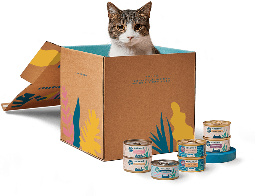 Tailor your meal plan to your cat